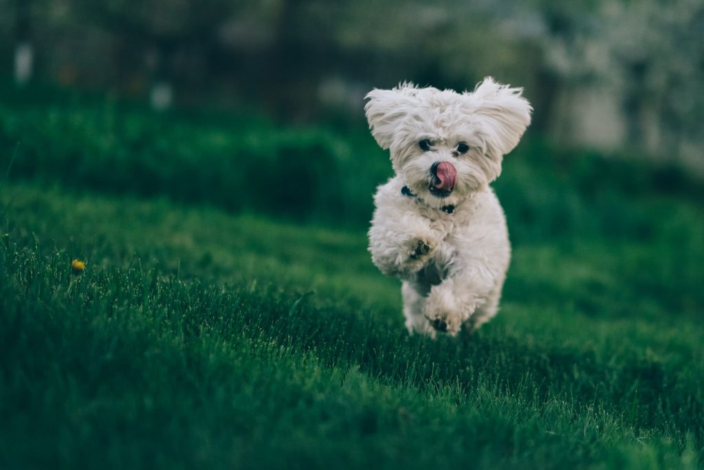 Blije hond door veld