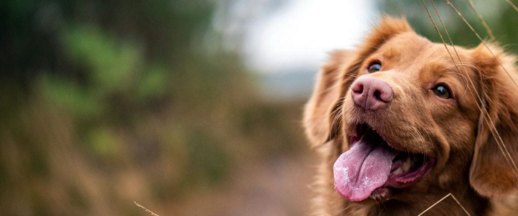 Ziekte van Weil header